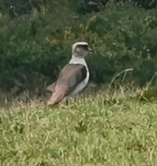 Vanellus resplendens