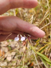 Vicia acutifolia