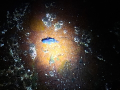 Microspathodon dorsalis