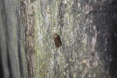 Agonopterix heracliana