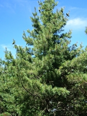 Pinus armandi