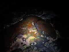 Ophioblennius steindachneri