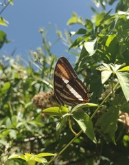 Adelpha syma