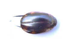 Thermonectus
