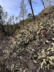 Quercus durata durata