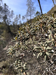 Quercus durata durata