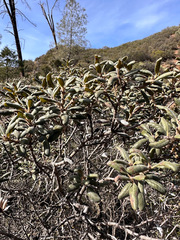 Quercus durata durata