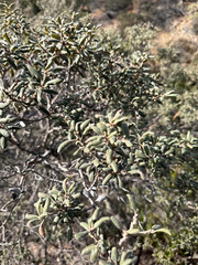 Quercus durata durata