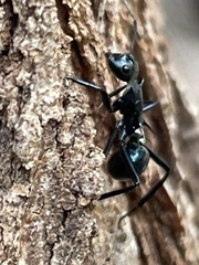 Polyrhachis venus