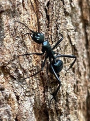 Polyrhachis venus