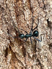 Polyrhachis venus