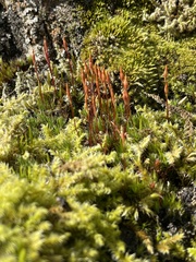 Polytrichum juniperinum