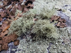 Ramalina intermedia