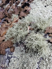Ramalina intermedia