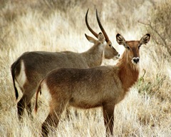 Kobus ellipsiprymnus