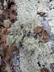 Ramalina intermedia