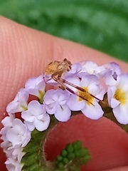 Misumenops
