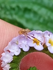Misumenops