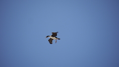 Leucocarbo bougainvillii