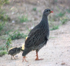 Pternistis natalensis