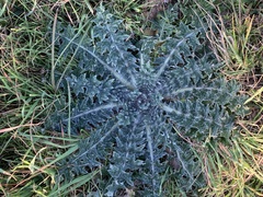 Cirsium texanum