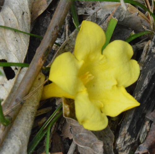Gelsemium sempervirens