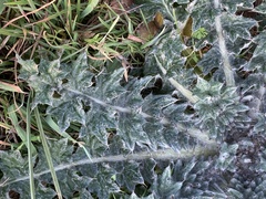 Cirsium texanum