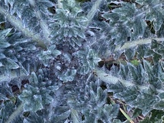 Cirsium texanum