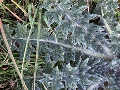 Cirsium texanum