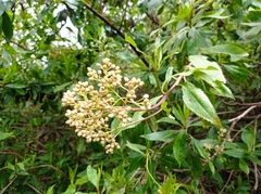 Baccharis latifolia