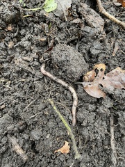 Lumbricus