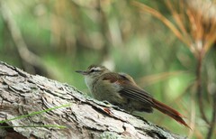 Cranioleuca pyrrhophia