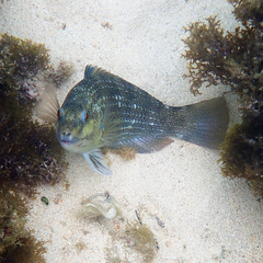 Notolabrus inscriptus