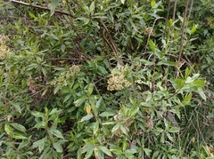 Baccharis latifolia