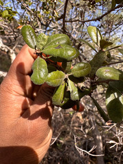 Quercus durata durata