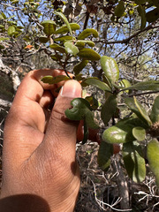 Quercus durata durata