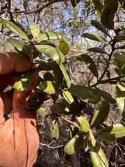 Quercus durata durata