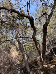 Quercus durata durata