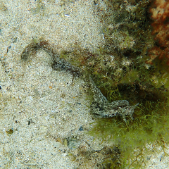 Stylocheilus striatus