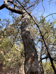 Quercus durata durata