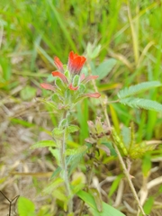 Castilleja arvensis