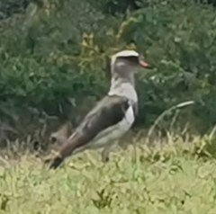 Vanellus resplendens