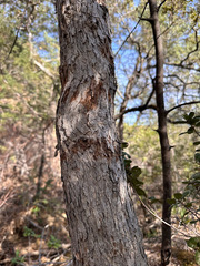 Quercus durata durata