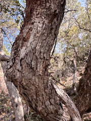 Quercus durata durata