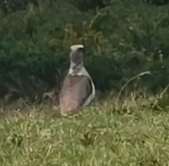Vanellus resplendens