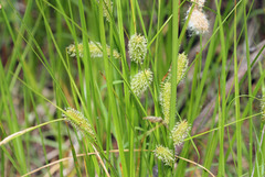 Carex utriculata