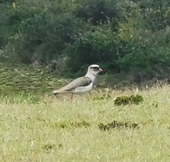 Vanellus resplendens