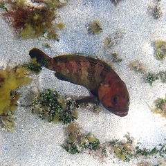 Epinephelus rivulatus