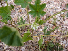 Malva parviflora