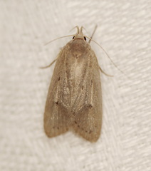 Chezala silvestris